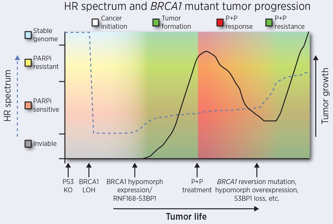 Figure 1. The homologous recombination (HR) spectrum over the life course of a BRCA1 mutant cancer. Arrows along the x axis indicate significant events over the course of cancer development and progression. Shading colors correspond to cancer development, cancer growth, PARPi and Platinum therapy (P+P) responsiveness and resistant growth.
