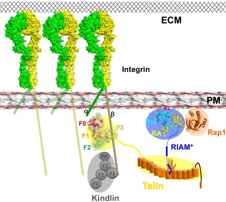  Integrin activation mediated by intracellular signaling proteins. Activated Rap1 (orange oval) recruits RIAM via the RA-PH (blue oval) to the PM. The TBS segment (blue helix) of RIAM interacts with the rod region (orange cylinders with yellow oval background) of talin, allowing talin head domain (subdomains F0 in red, F1 in orange, F2 in green, and F3 in yellow, with yellow oval background) to bind to integrin <β> tail. Together with kindlin (grey oval), talin induces integrin activation and clustering on