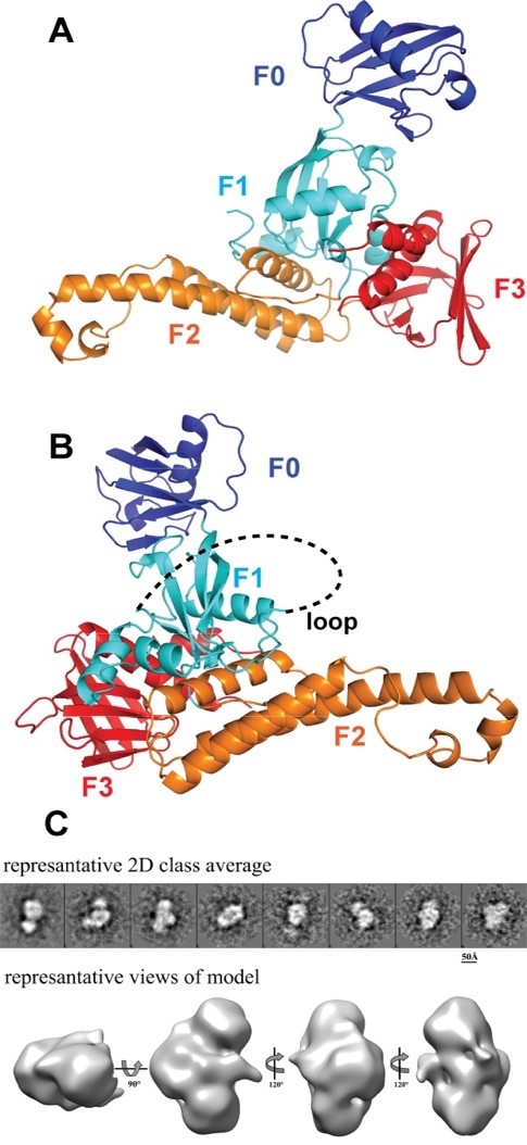 A. Crystal structure of kindlin-2 (K2ΔPH). B. F1 loop is indicated by dashed-line. C. EM classes and 3D model of kindlin-2.