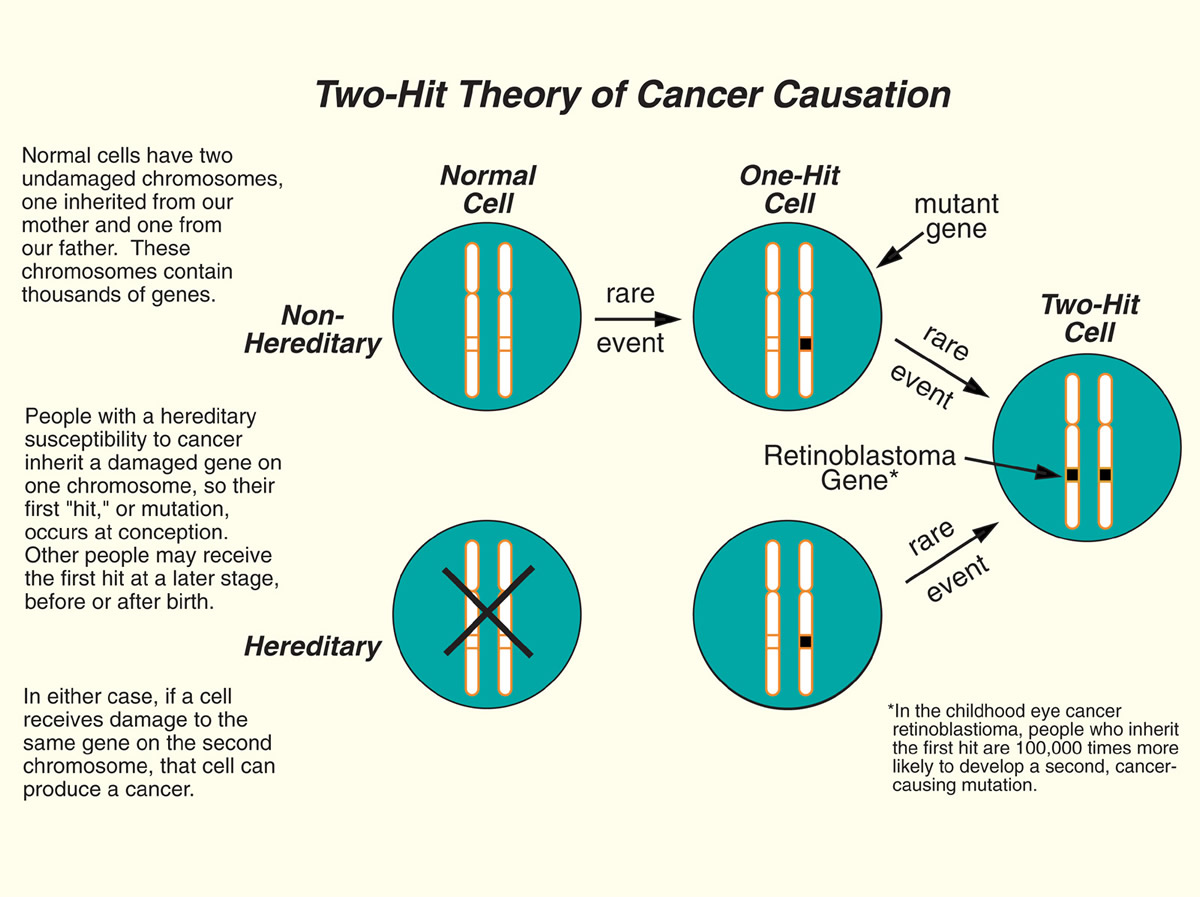 The Two-Hit Theory of Cancer Causation